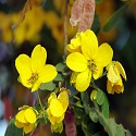 Senna flower